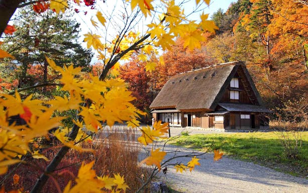Traditional gassho-style house in Shirakawago during autumn, part of Nagoya bus tour.