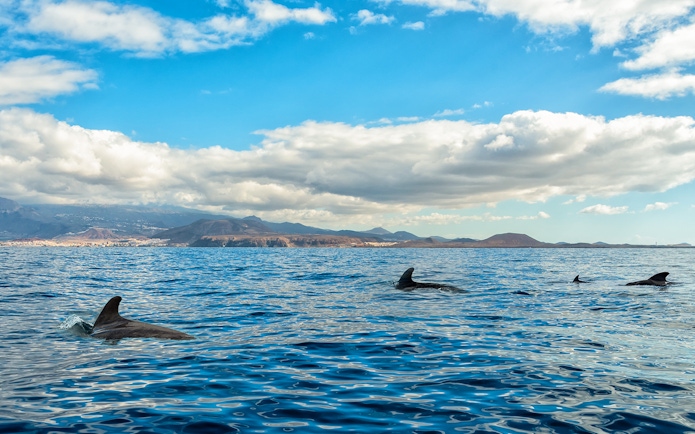 Short-finned pilot whales swimming in a sea panorama with distant mountains.