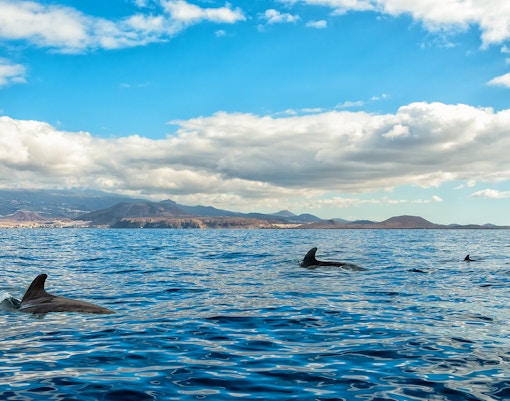 Short-finned pilot whales swimming in a sea panorama with distant mountains.
