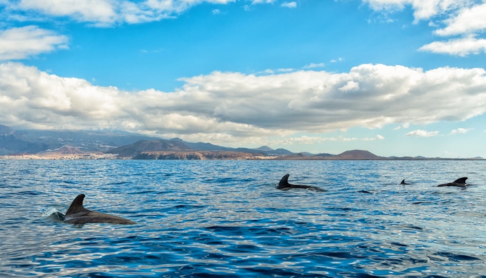 Short-finned pilot whales swimming in a sea panorama with distant mountains.