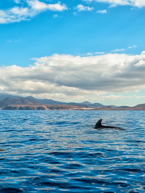 Short-finned pilot whales swimming in a sea panorama with distant mountains.