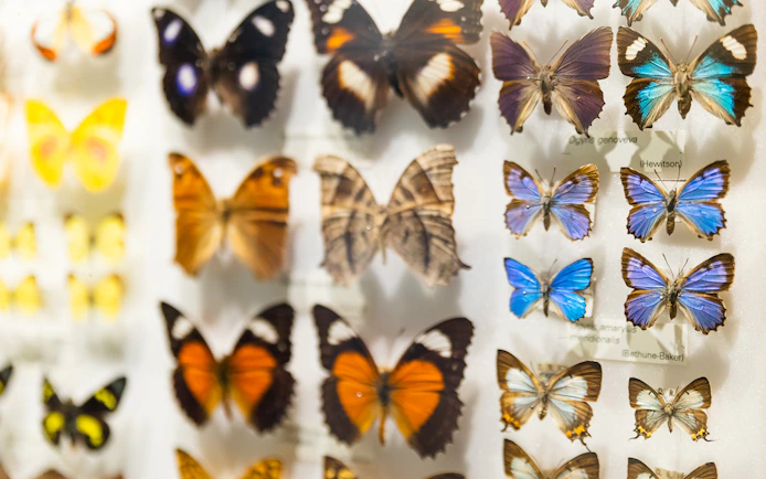 Butterfly specimens display at Melbourne Museum.