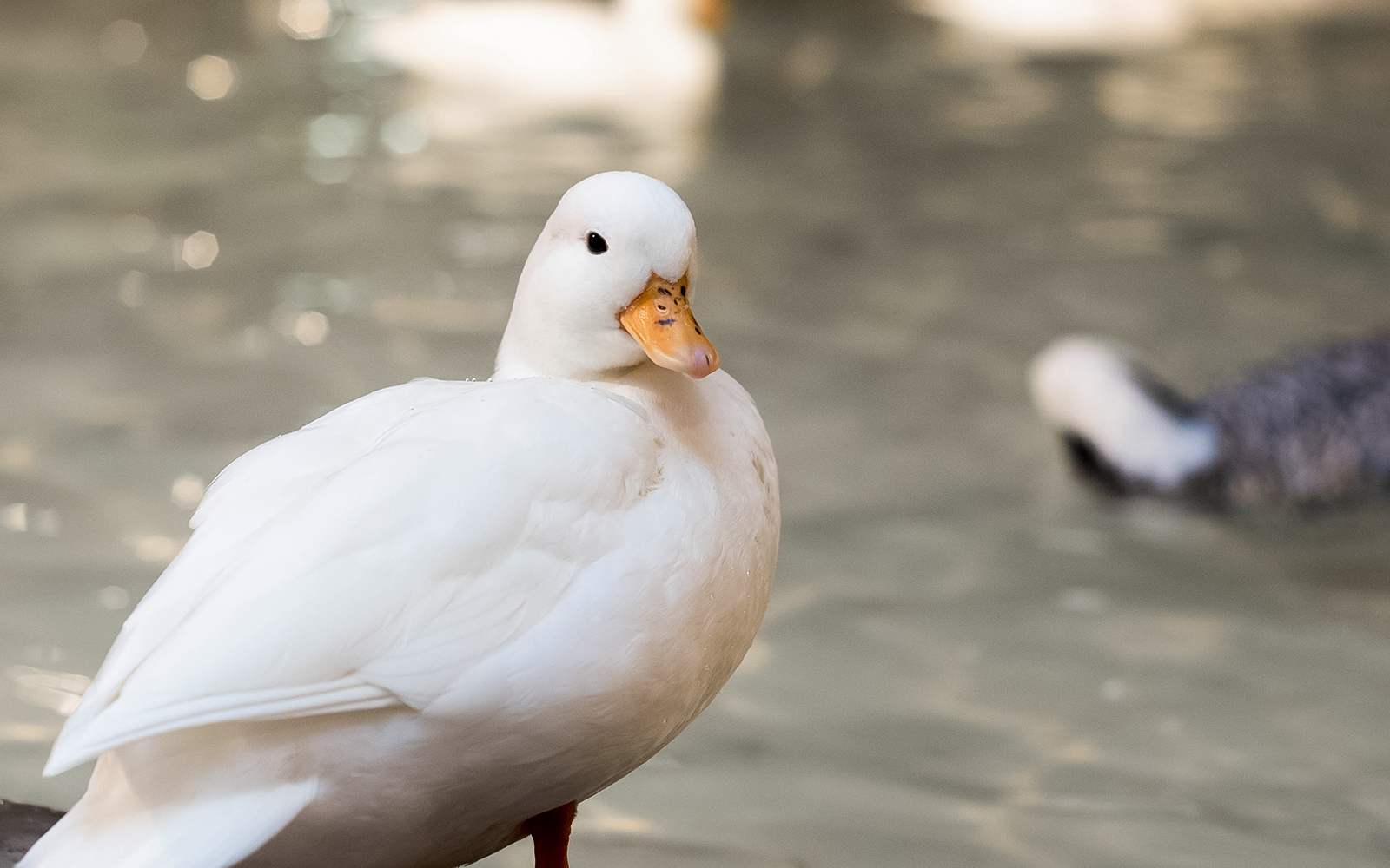 Duck standing by water at Just Farm, part of Just Pets Megastore experience.