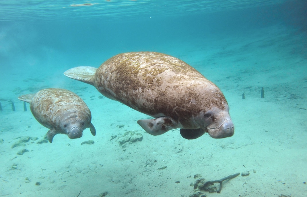 Manatee at River Wonders Singapore