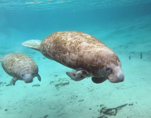 Manatees swimming underwater at River Wonders Singapore.