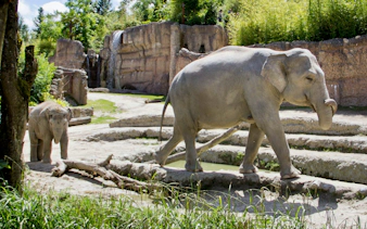Elephants walking in their habitat at Zurich Zoo.
