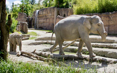 Elephants walking in their habitat at Zurich Zoo.