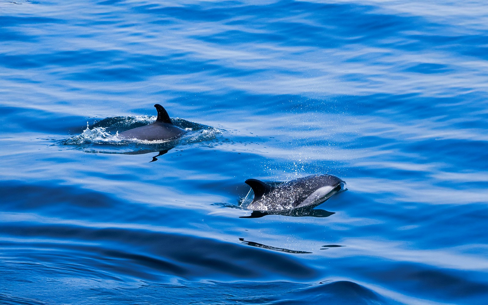 Dolphins swimming near a boat on England Aquarium Whale Watching Cruise.