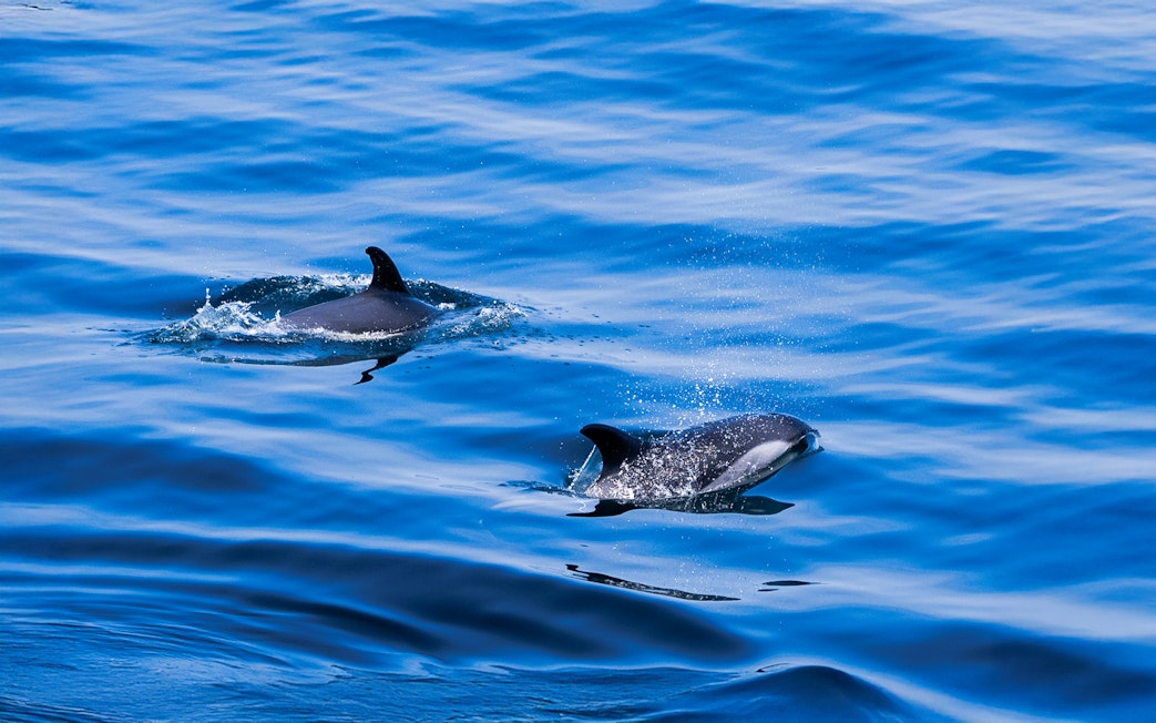 Dolphins swimming in the ocean during England Aquarium Whale Watching Cruise.
