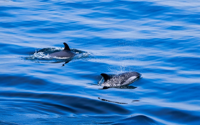 Dolphins swimming in the ocean during England Aquarium Whale Watching Cruise.