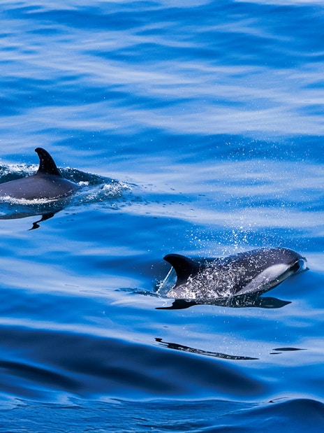 Dolphins swimming in the ocean during England Aquarium Whale Watching Cruise.