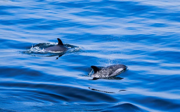 Dolphins swimming in the ocean during England Aquarium Whale Watching Cruise.