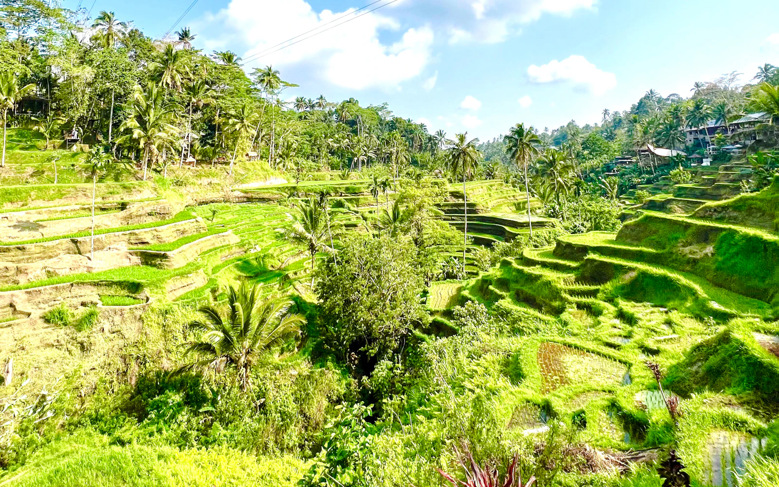 Tirta Empul Temple Private Tour with Optional Purification Ritual