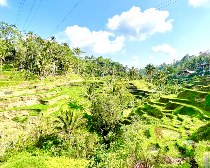 Tirta Empul Temple Private Tour with Optional Purification Ritual