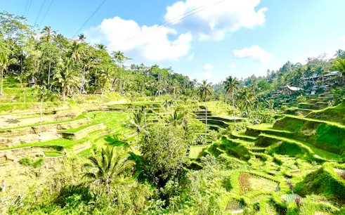 tour privado ao templo tirta empul com ritual de purificação opcional-1
