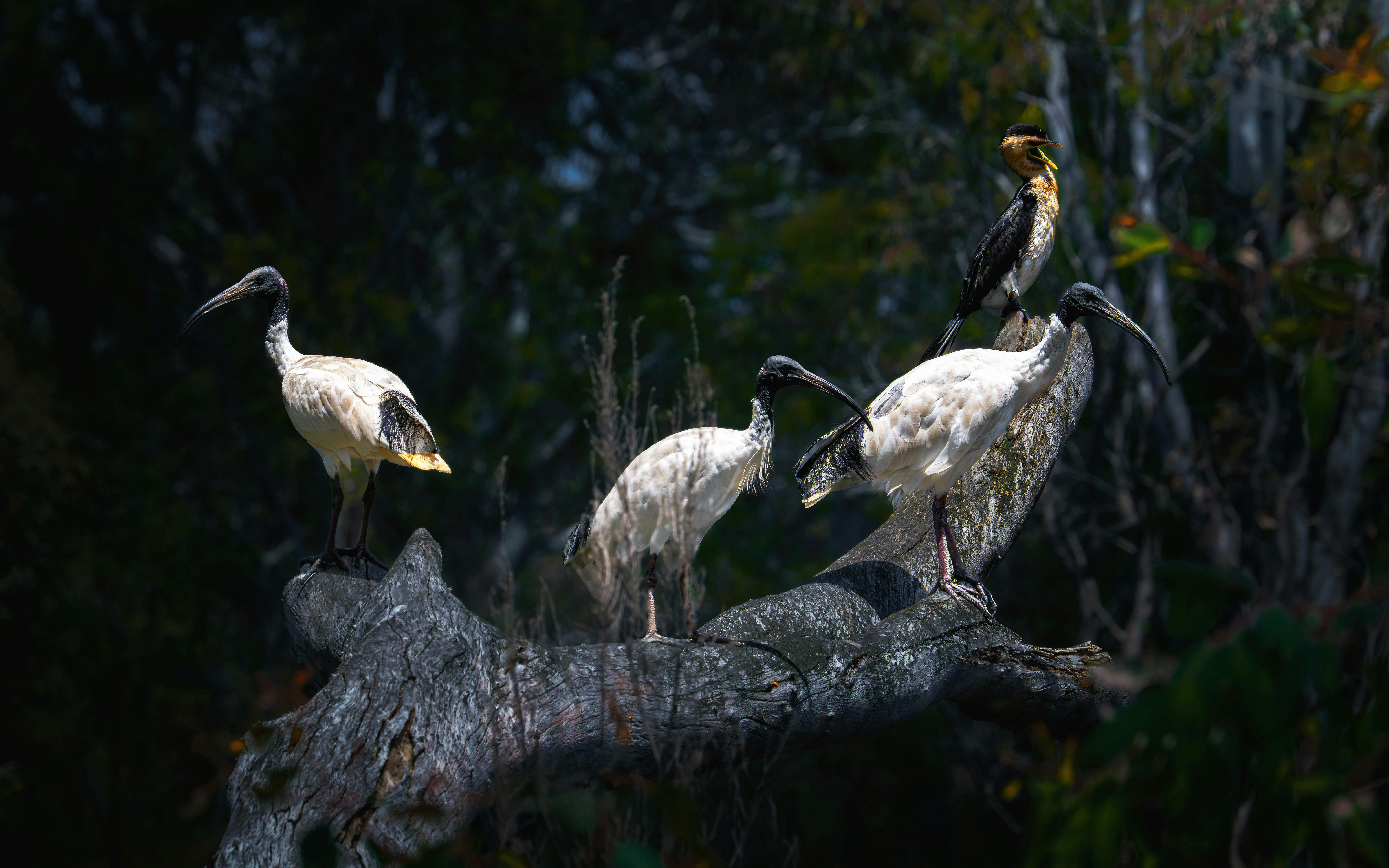 White ibises and pied cormorant perched on a tree branch in a forest setting.