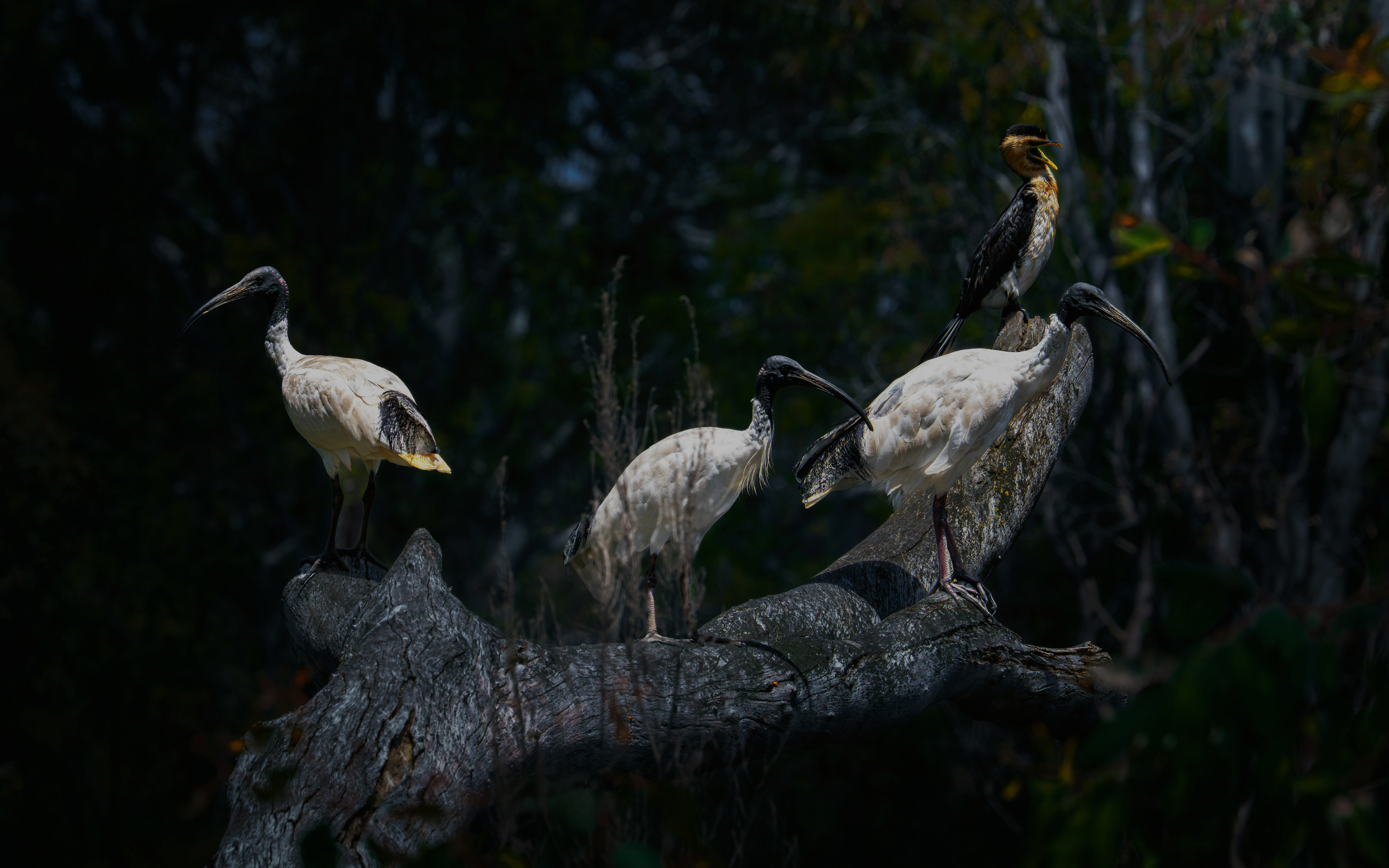 White ibises and pied cormorant perched on a tree branch in a forest setting.