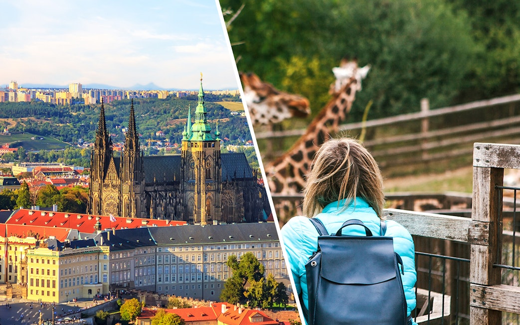 Prague Castle view and visitor at Prague Zoo with giraffes.