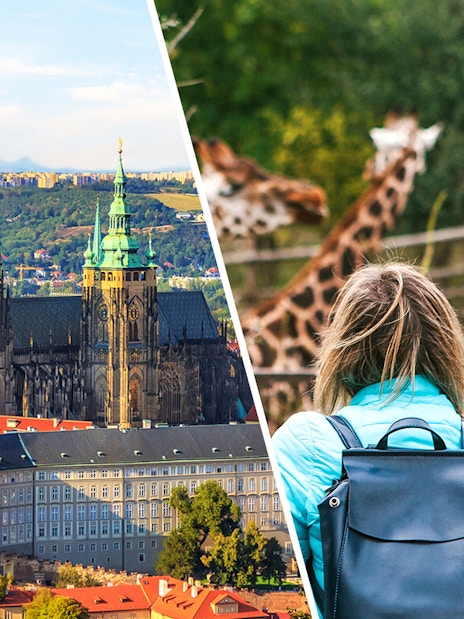 Prague Castle view and visitor at Prague Zoo with giraffes.