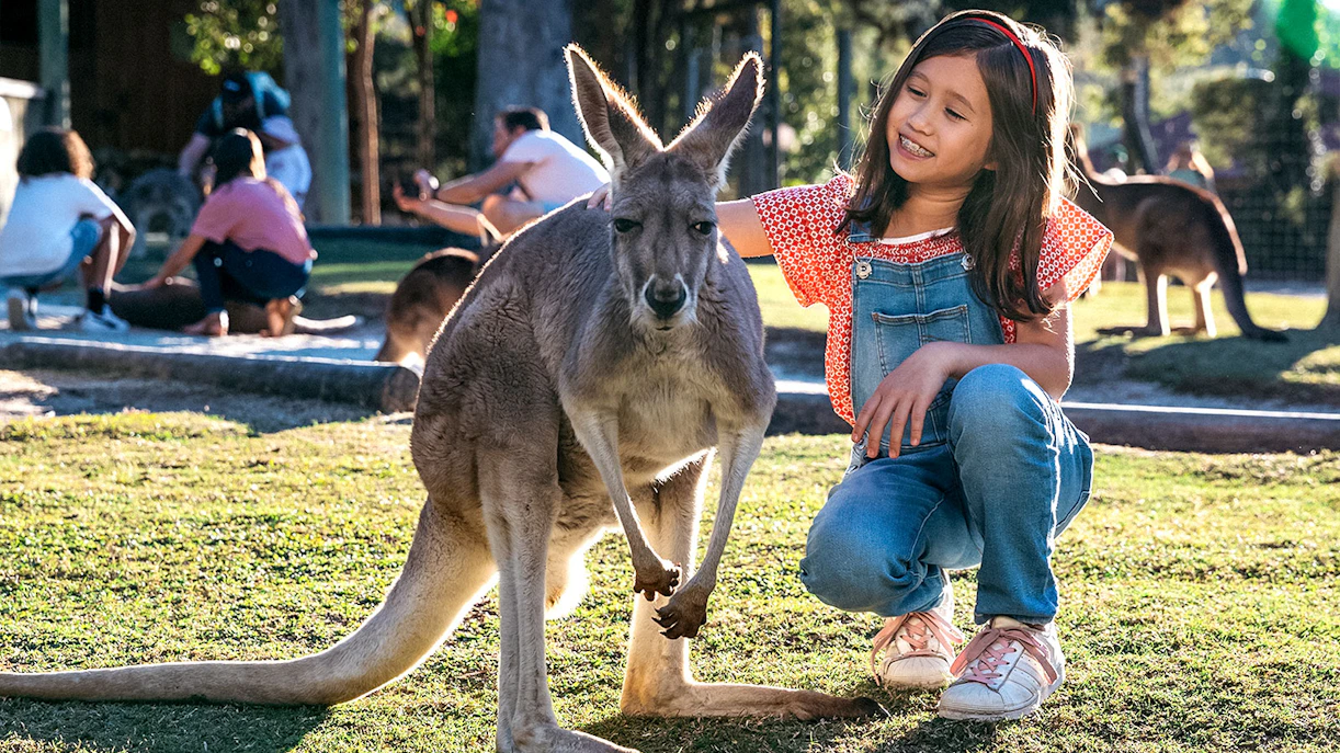 Child petting a kangaroo at Paradise Country.