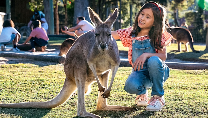 Petting kangaroos, Paradise Country