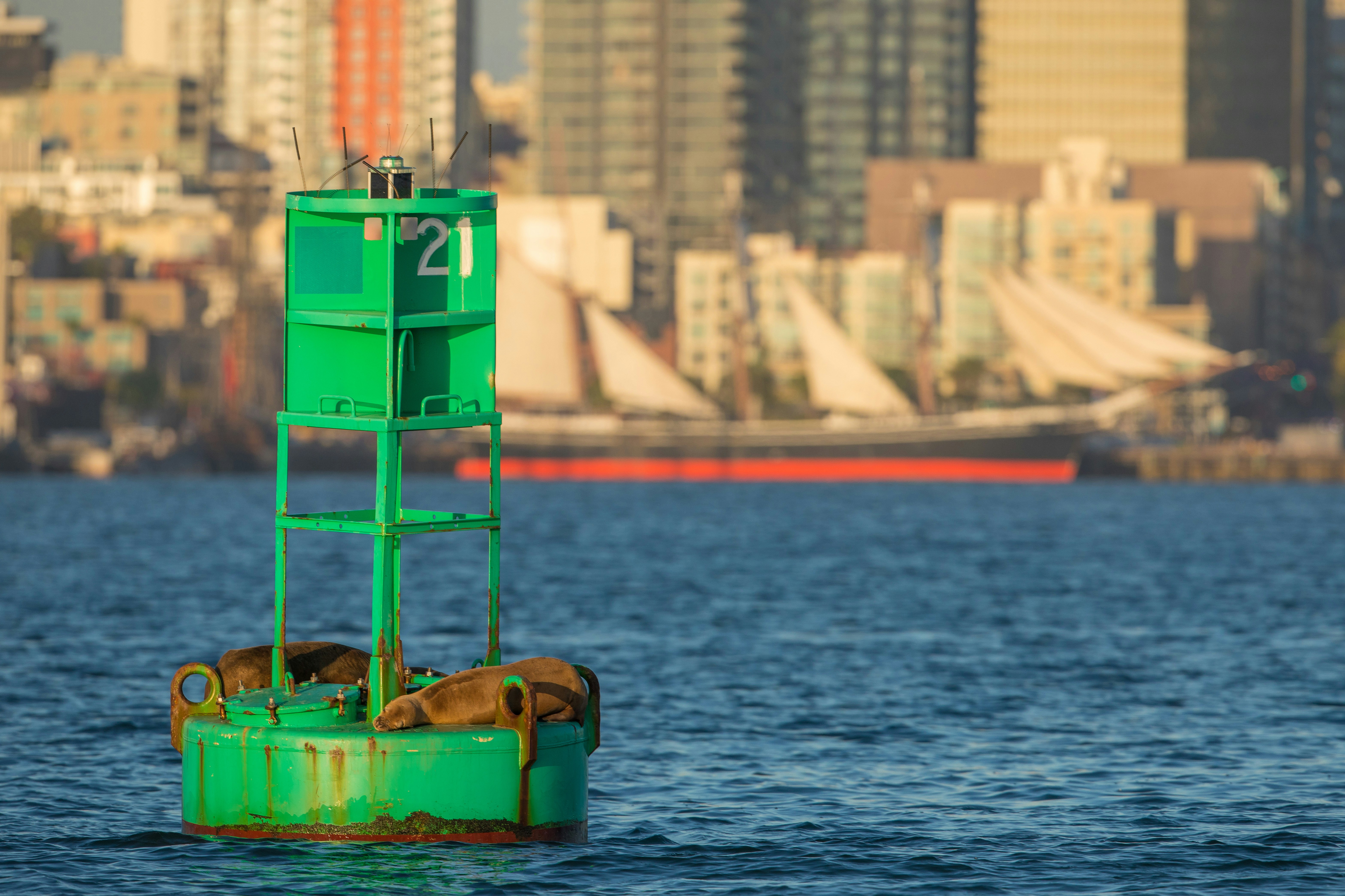 Sea lions resting on a buoy in San Diego Bay with city skyline in the background.
