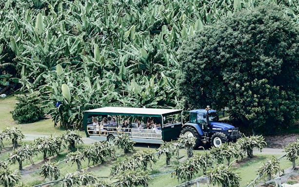 Tractor pulling tour cart through banana plantation at Tropical Fruit World.
