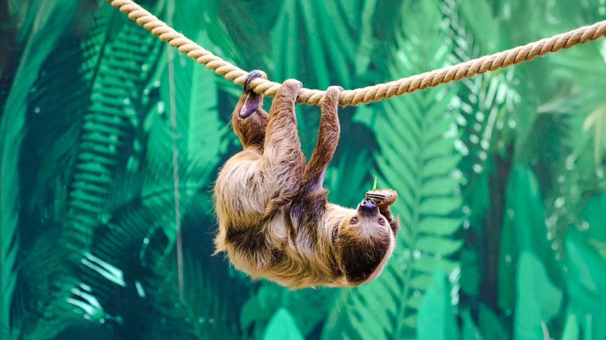 Linne's two-toed sloth hanging from a tree branch at Edinburgh Zoo.