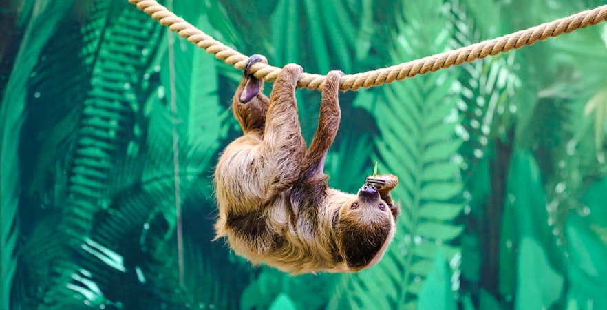 Linne's two-toed sloth hanging from a tree branch at Edinburgh Zoo.