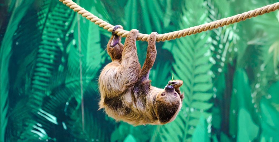 Linne's two-toed sloth hanging from a tree branch at Edinburgh Zoo.