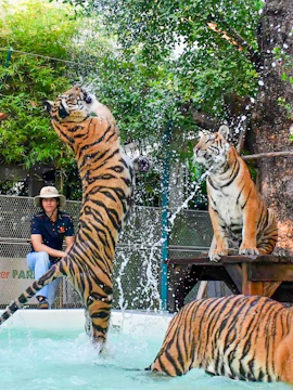 Tigers playing in water at Tiger Park Pattaya.