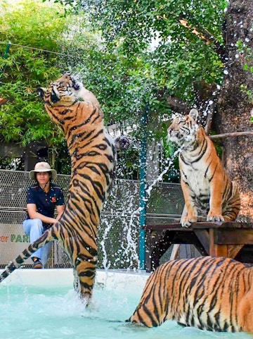 Tigers playing in water at Tiger Park Pattaya.