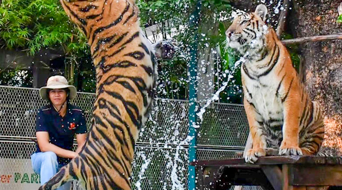 Tigers playing in water at Tiger Park Pattaya.