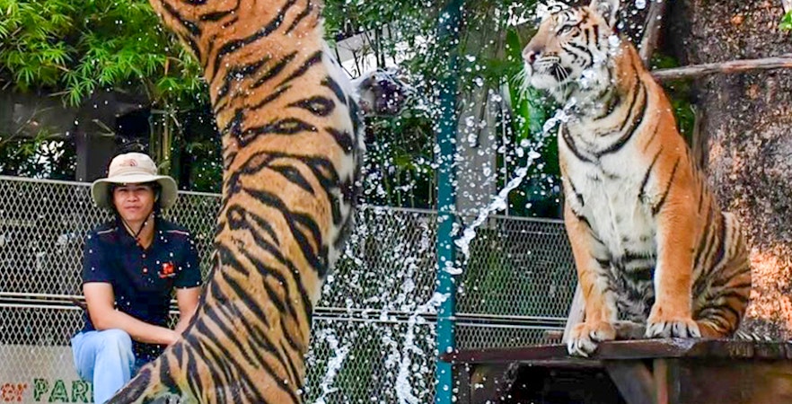 Park Tygrysów w Pattaya
