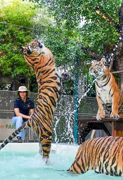 Tigers playing in water at Tiger Park Pattaya.