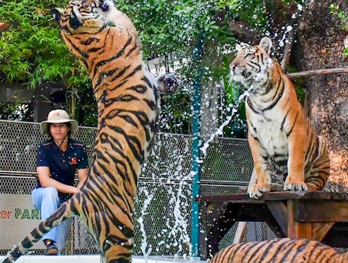 Tigers playing in water at Tiger Park Pattaya.