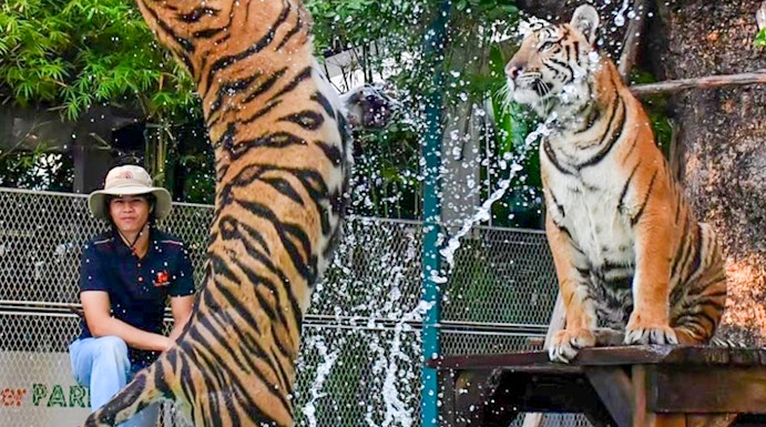 Tigers playing in water at Tiger Park Pattaya.