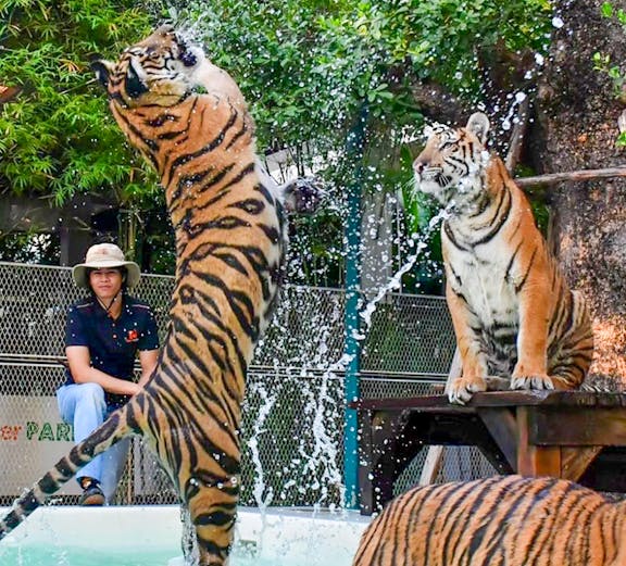 Tigers playing in water at Tiger Park Pattaya.