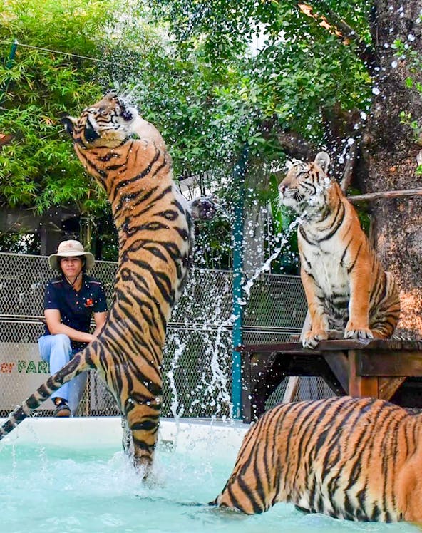 Tigers playing in water at Tiger Park Pattaya.