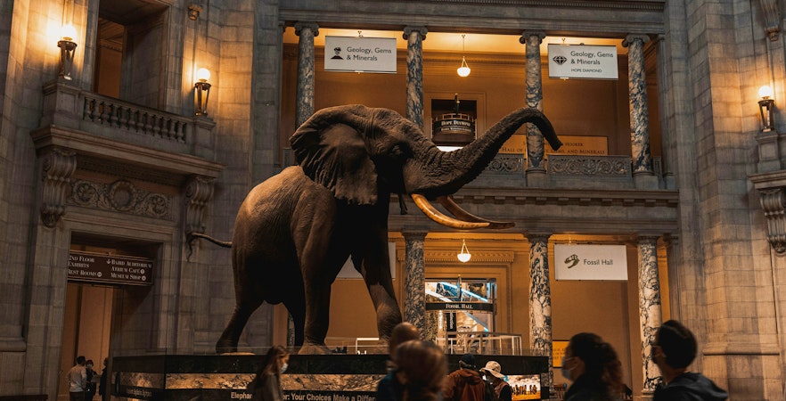 Elephant statue in the Smithsonian National Museum of Natural History atrium.