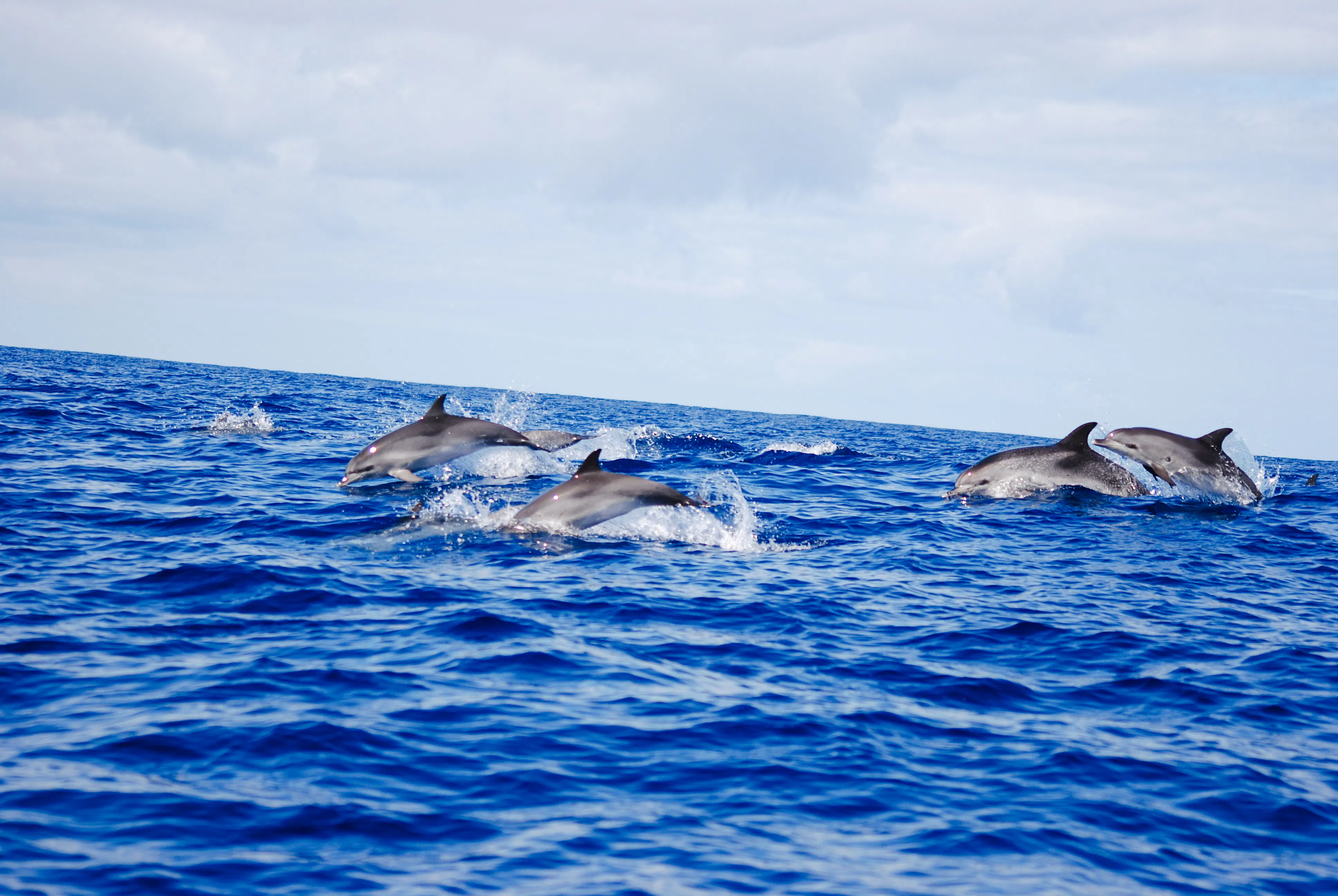 Wild dolphins swimming in the ocean near Ponta Delgada, São Miguel.