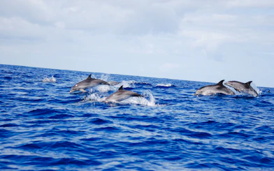 Wild dolphins swimming in the ocean near Ponta Delgada, São Miguel.