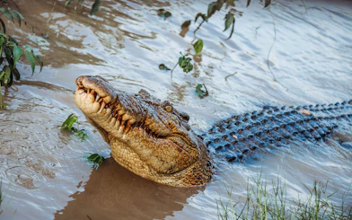 Crocodile in water during Litchfield Public Day Tour crocodile cruise.