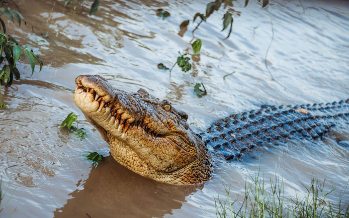 Crocodile in water during Litchfield Public Day Tour crocodile cruise.