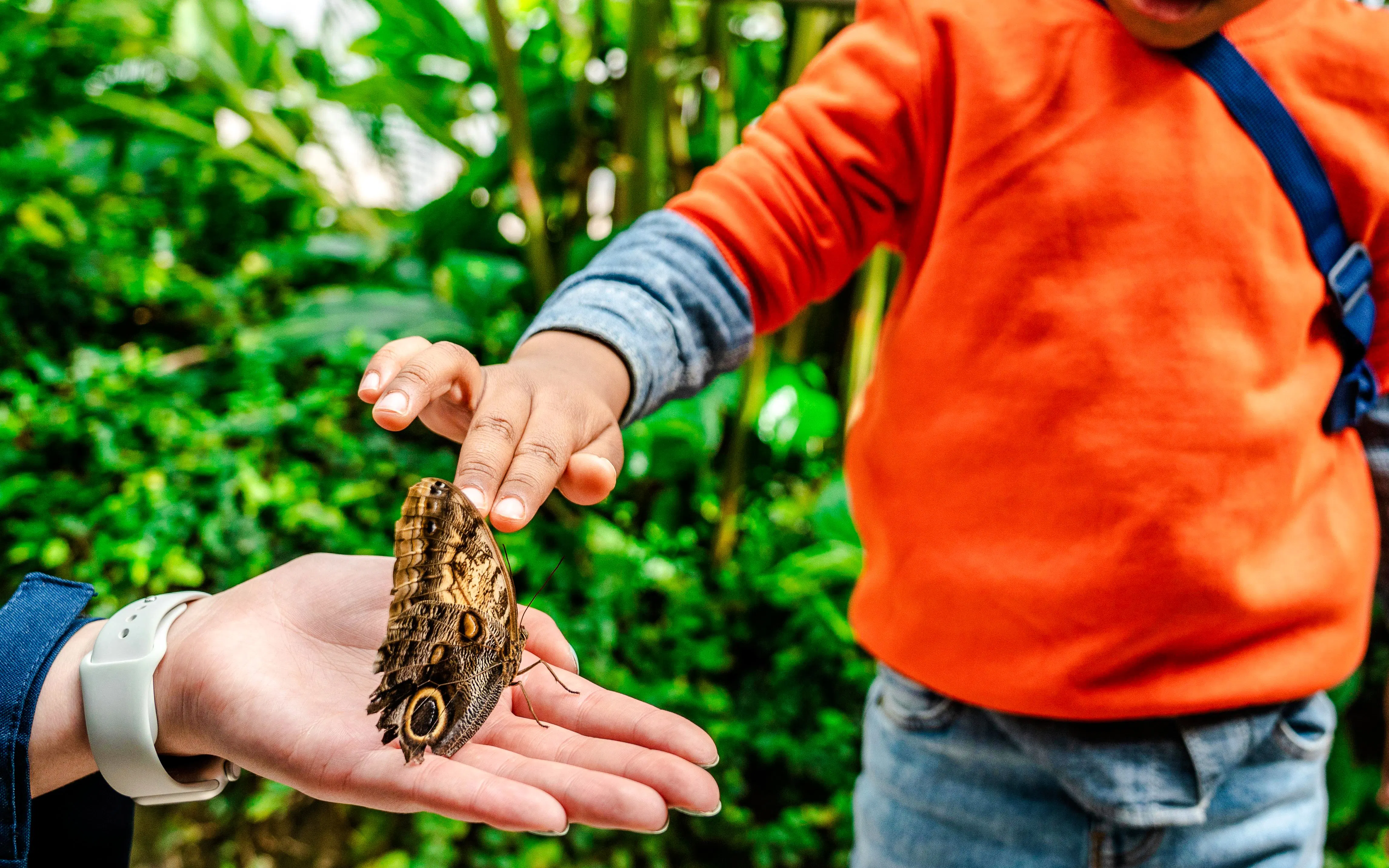 Child touching butterfly at Niagara Falls Butterfly Conservatory, Canada.