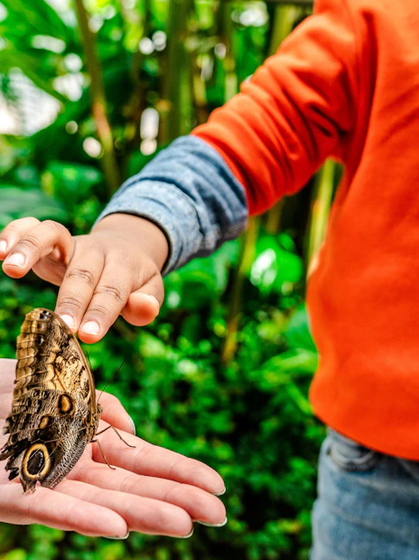 Child touching butterfly at Niagara Falls Butterfly Conservatory, Canada.