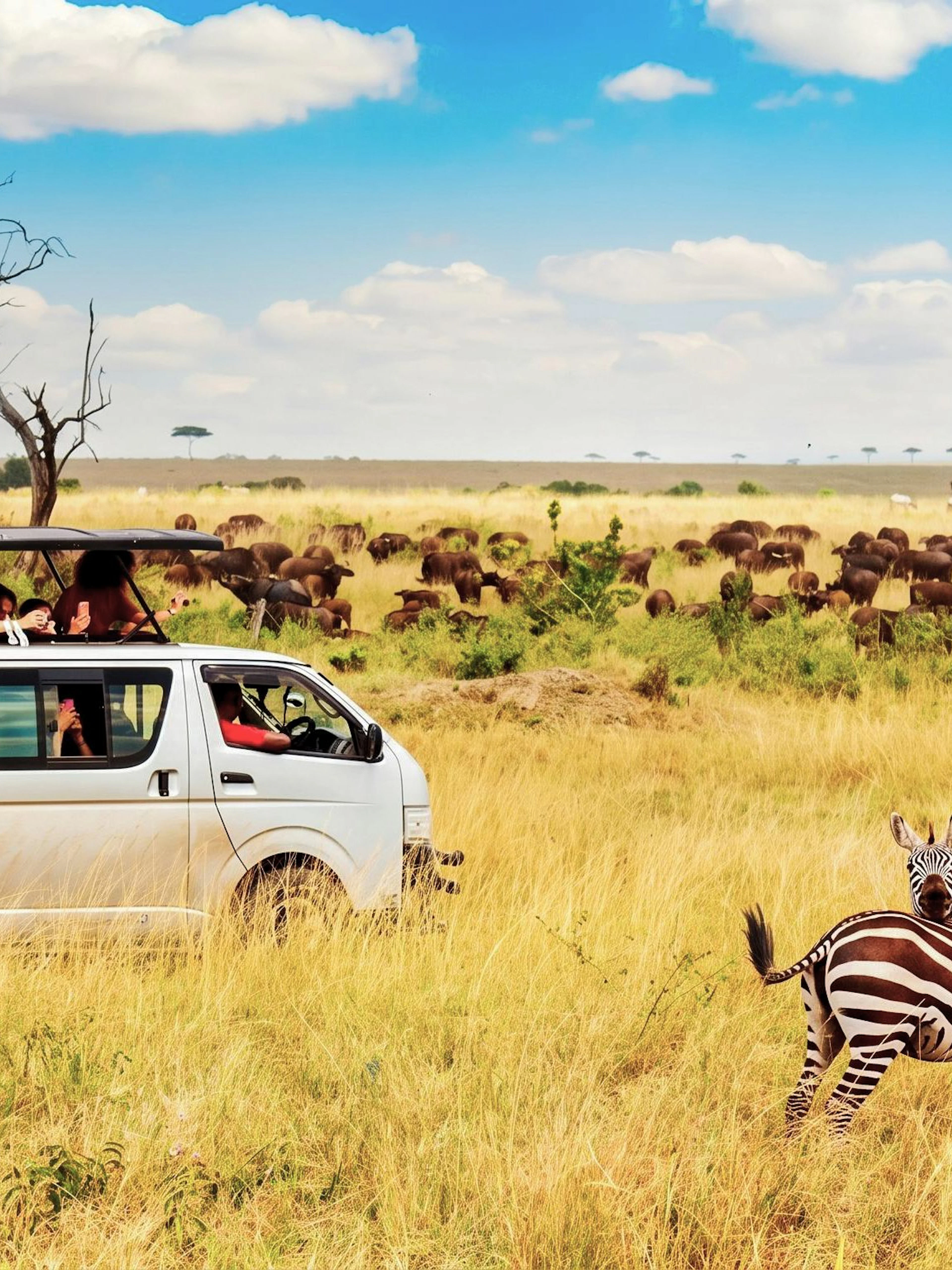 Safari van with tourists observing zebras and wildebeests in the African savanna.
