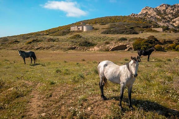 sailboat excursion to asinara national park from stintino-7