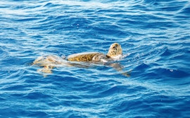Vida marina