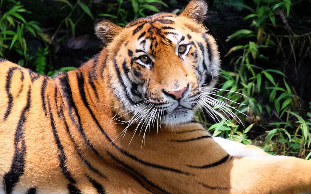 Tiger at Bali Safari and Marine Park, part of Jungle Hopper tour experience.